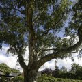 IMG_1361925