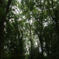 IMG_1374352