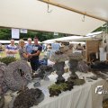 IMG_1374565