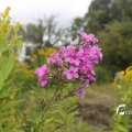 IMG_1374660