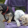 DSC031_13.08.2016