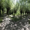 IMG_1376320