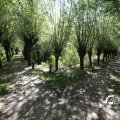 IMG_1376321