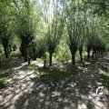IMG_1376323