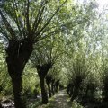IMG_1376331