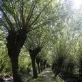 IMG_1376332