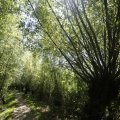 IMG_1376353