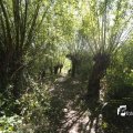 IMG_1376355