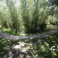 IMG_1376366