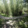 IMG_1376367