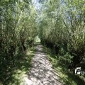 IMG_1376370