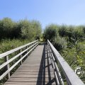 IMG_1376383