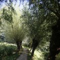 IMG_1376396