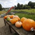 IMG_1379478