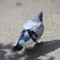 IMG_1379769