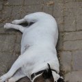 IMG_1379965