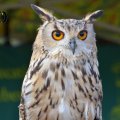 DSC018_17.09.2016