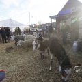 IMG_1406620