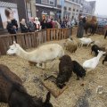 IMG_1411738