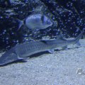 IMG_1418586