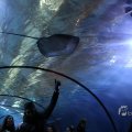 IMG_1418606