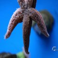 IMG_1418631