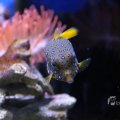 IMG_1418635