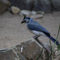 IMG_1418672
