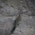 IMG_1418673