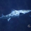 IMG_1418674