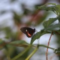 IMG_1418704