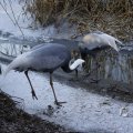 IMG_1418752