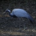 IMG_1418756
