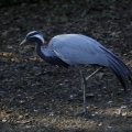 IMG_1418757