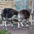 IMG_1418929