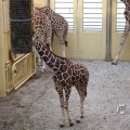 IMG_1418931