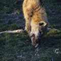 IMG_1418946