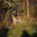 IMG_1418952