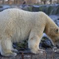 IMG_1418961