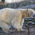 IMG_1418964