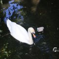IMG_1457007