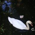 IMG_1457010