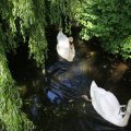IMG_1457017