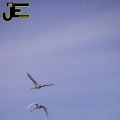 00729F2017