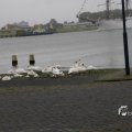 IMG_1466306