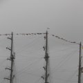 IMG_1466337