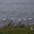 IMG_1466482