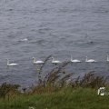 IMG_1466484