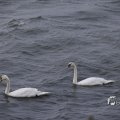 IMG_1466485