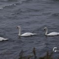 IMG_1466486